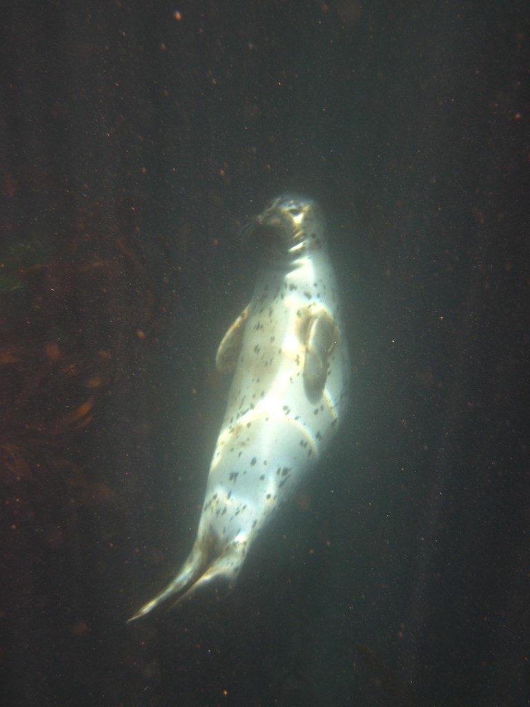 Mr. Harbor Seal