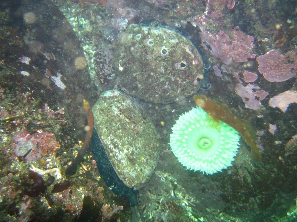 Abalone and urchin