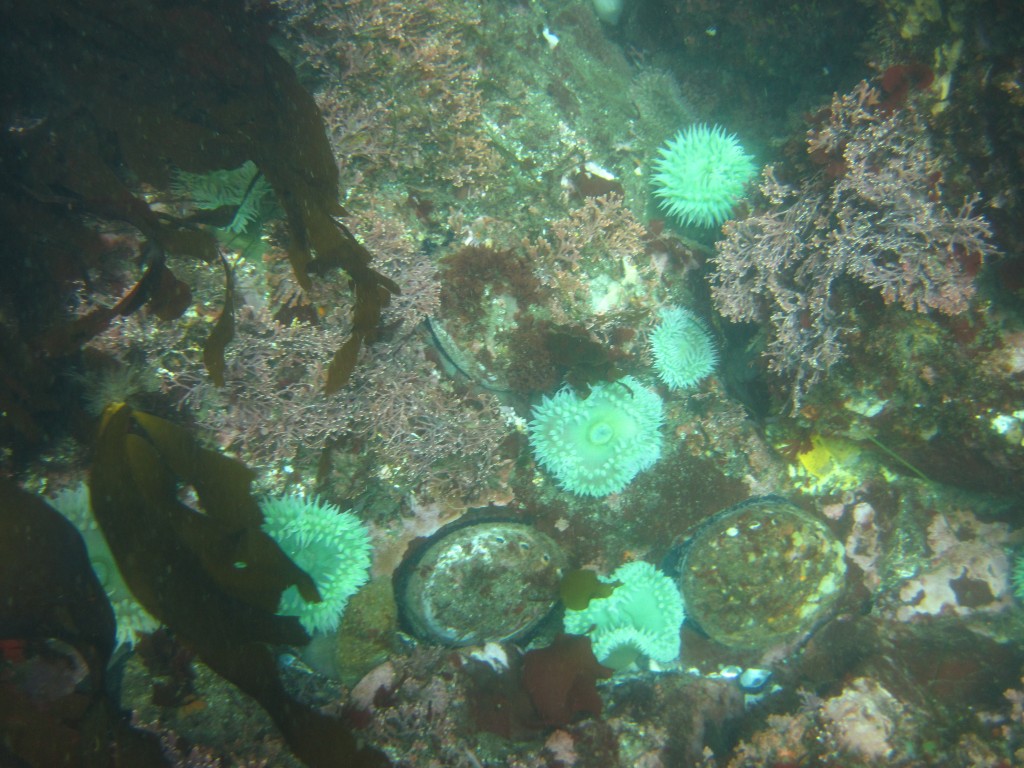 Abalone cluster