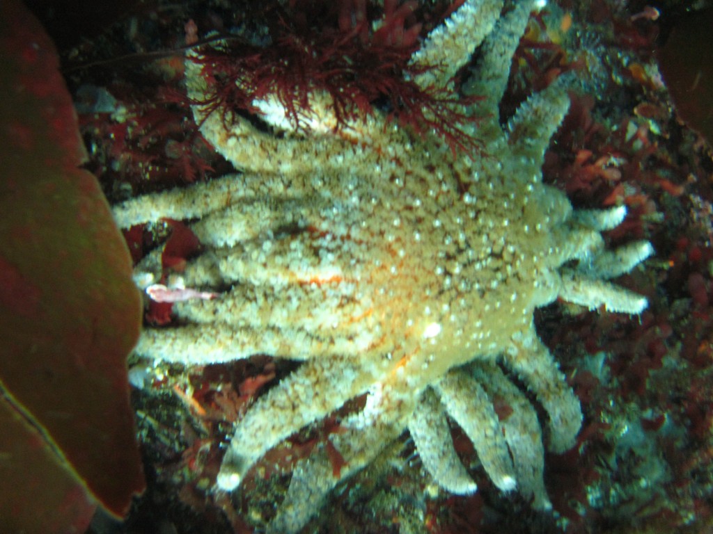 Sunflower Star