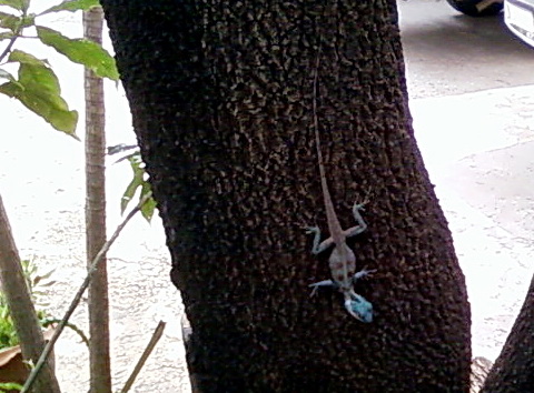 Crested Tree Dragon