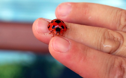 giant-thai-lady-bug-c-buddha-s-hasty-musings