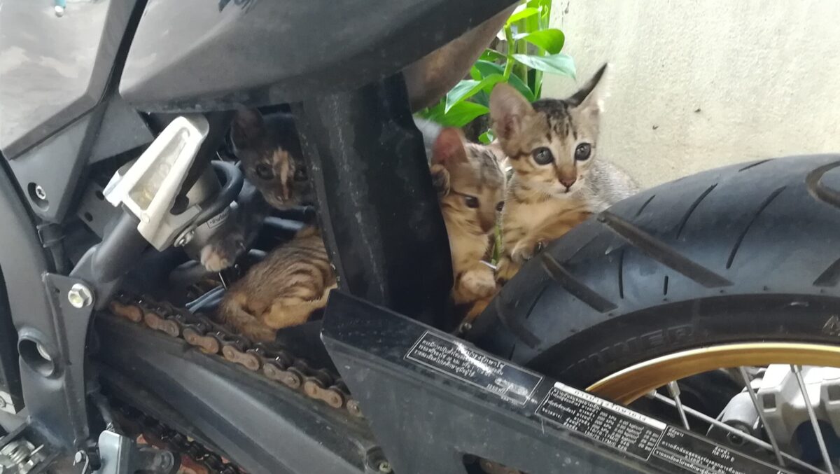 How many kittens can you see in this photo?